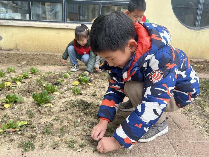 为菜地除草.jpg
